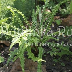 Кочедыжник женский Frizelliae (Athyrium filix-femina Frizelliae)